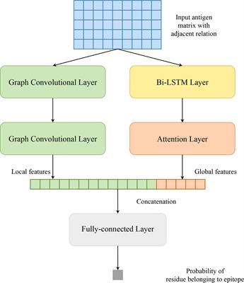 A Structure-Based B-cell Epitope Prediction Model Through Combing Local and Global Features